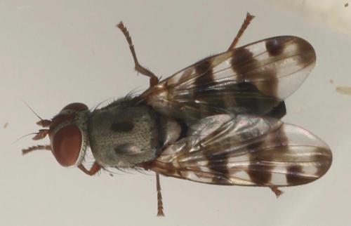 Réf. 326 214 : Ceroxys fraudulosa